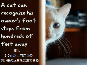 a-cat-can-recognize-his-owners-foot-steps-from-hundreds.png